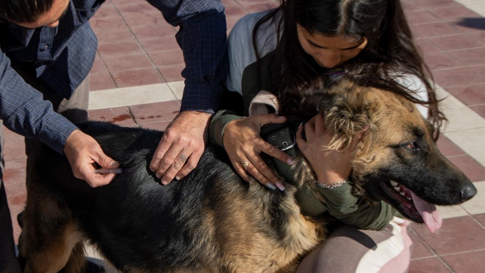 Maipú lanza jornadas de vacunación para mascotas en toda la región