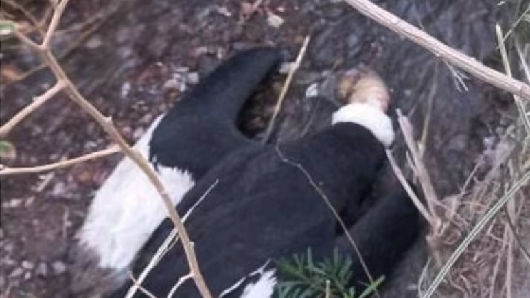 Encuentran un cóndor muerto en Potrerillos: tenía 14 perdigones de plomo en su cuerpo