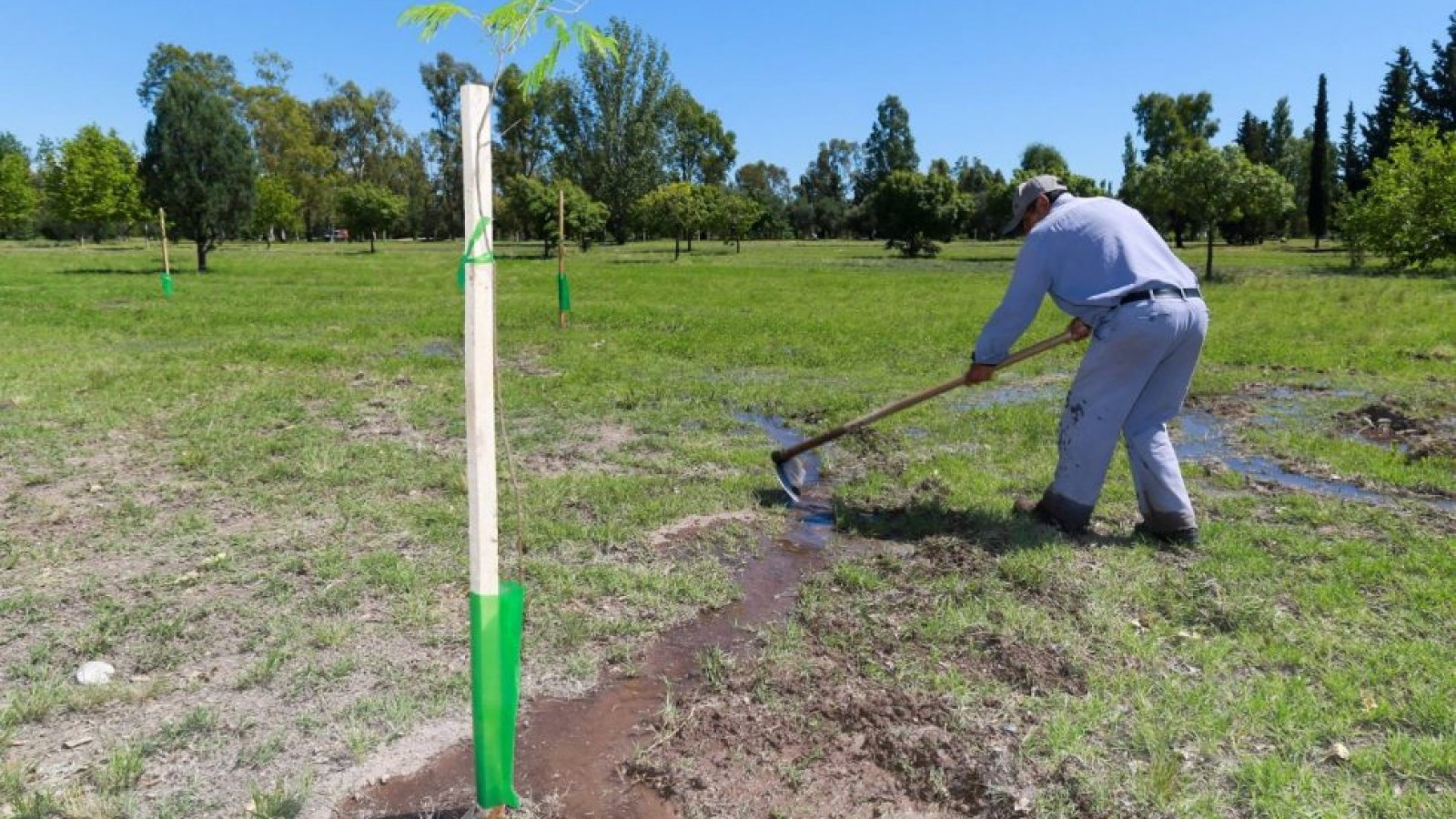 San Rafael comienza la entrega de 5 mil árboles a vecinos