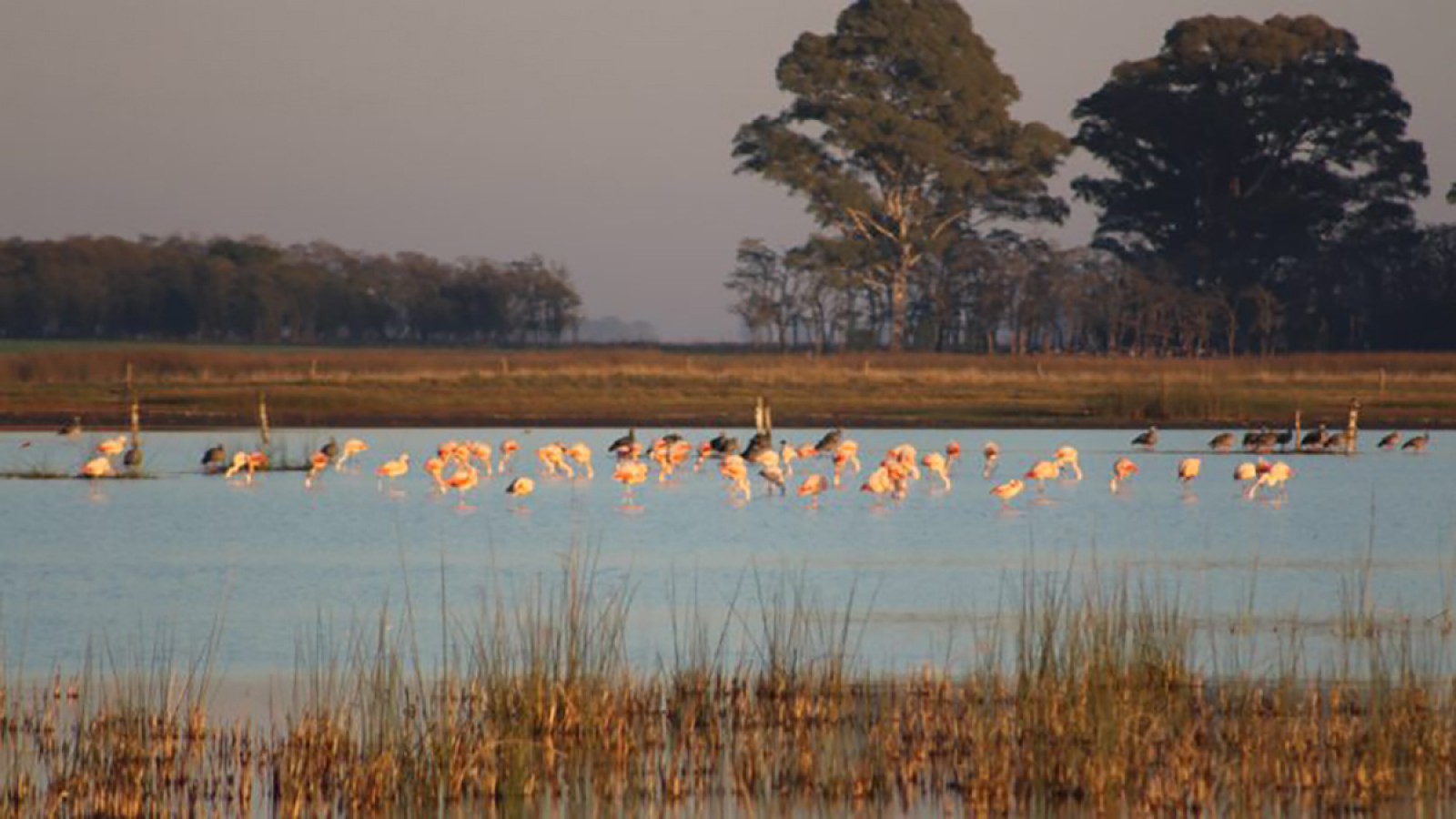 La importancia de los humedales para la flora y fauna
