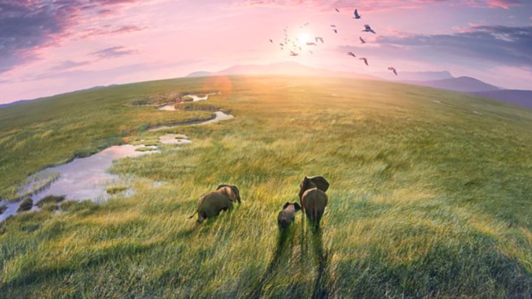 Documentales imperdibles en streaming: descubre historias que cambiarán tu perspectiva