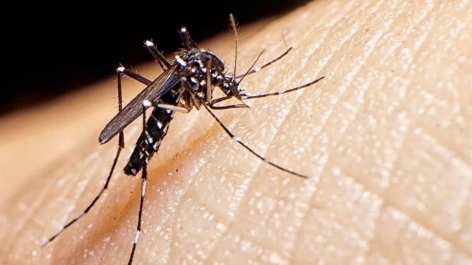 Dengue en Mendoza: un plan de abordaje pero sin vacunas