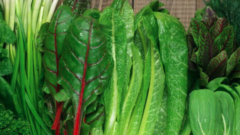 Cultivo de verduras de hoja verde en Mendoza