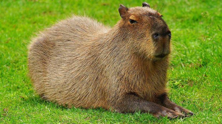 El impacto de la deforestación en la fauna silvestre