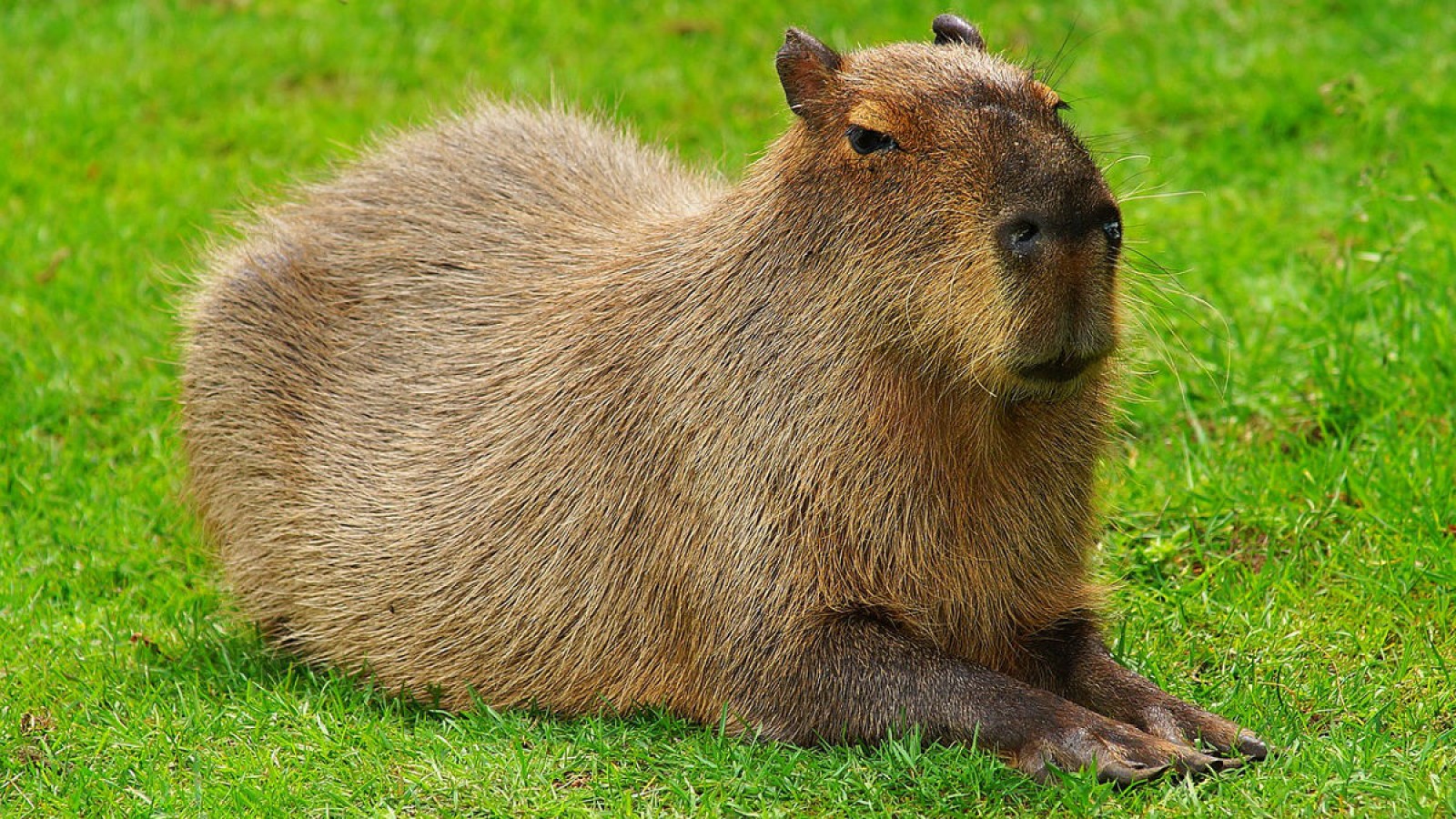 El impacto de la deforestación en la fauna silvestre