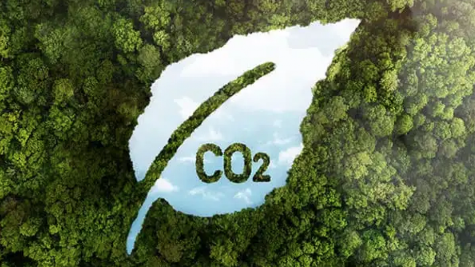 Consumo responsable: cómo reducir tu huella de carbono a través de compras sostenibles