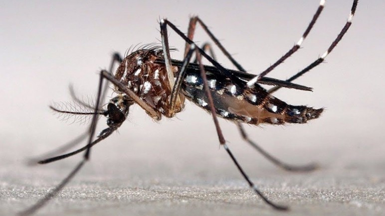 Confirman dos casos de Dengue después de la intoxicación masiva en el Notti