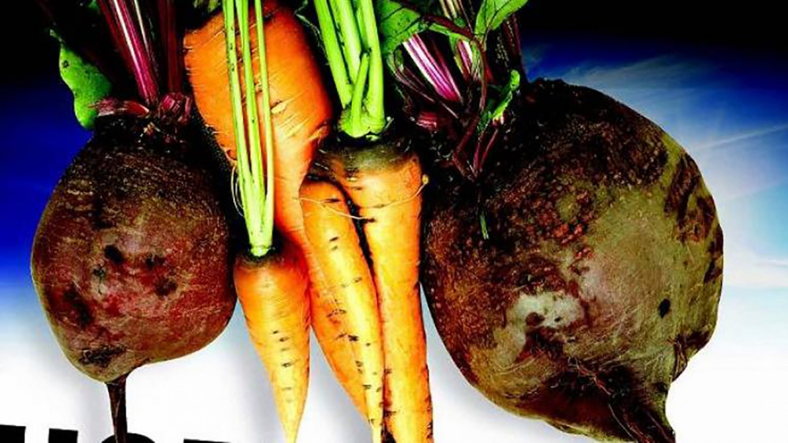 Cultivo de hortalizas de raíz en Mendoza