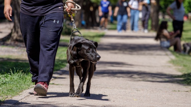 Servicio gratuito del Móvil Veterinario: cronograma y puntos de atención hasta fin de año