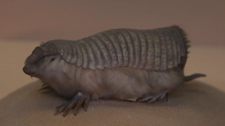 Conservación de especies endémicas en Argentina