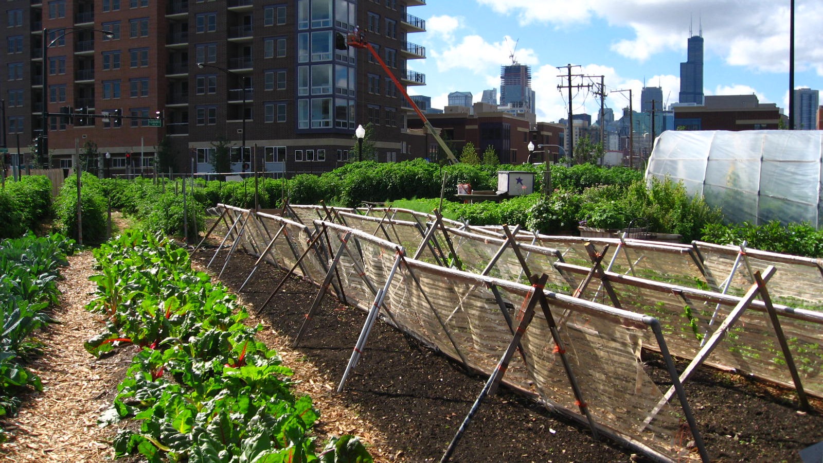 Agricultura urbana: sostenibilidad en la ciudad