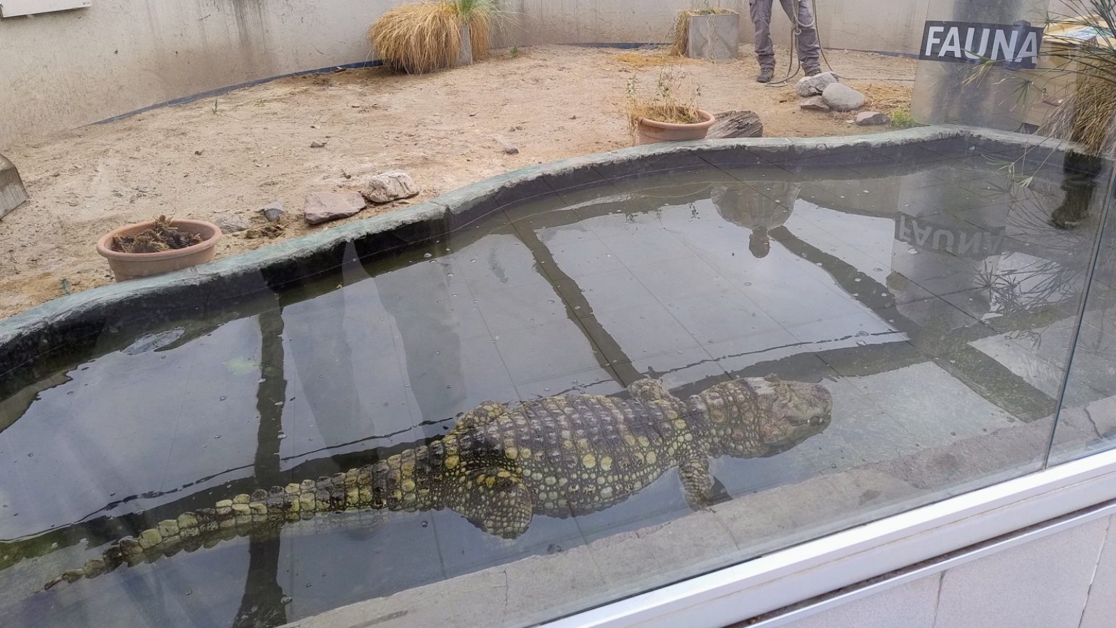 Trasladan yacaré y tortugas hacia un centro de rescate en Santa Fe para mejorar su calidad de vida
