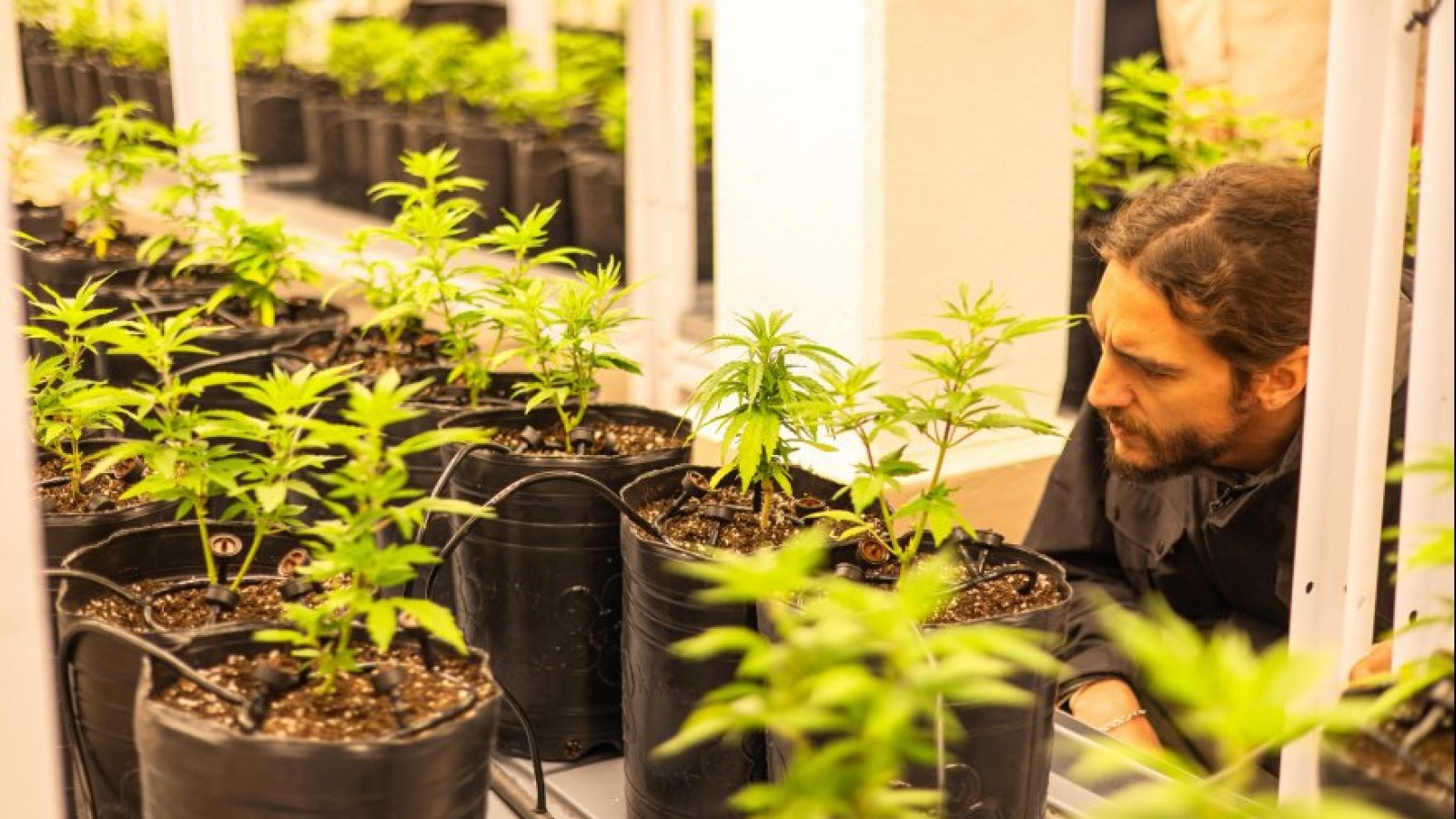 Santa Rosa puso en marcha la primera cosecha de cannabis con fines medicinales