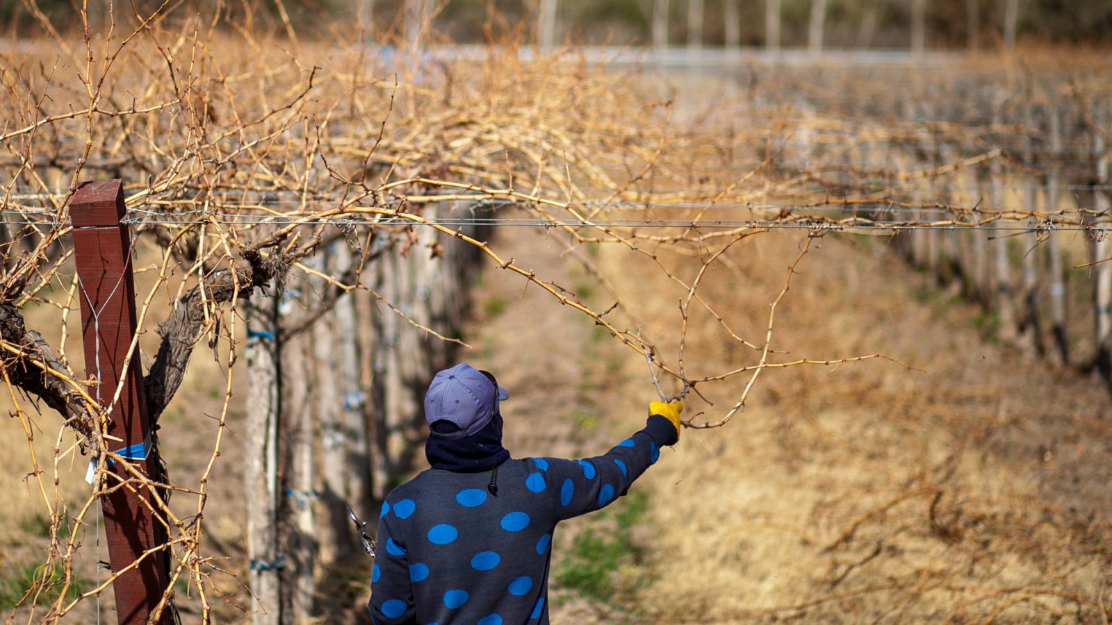 Administrador de Finca Vitivinícola, es la nueva carrera profesional en Mendoza