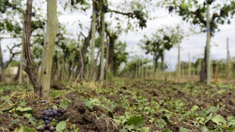Declaran el Estado de Emergencia Agropecuario tras las últimas contingencias climáticas