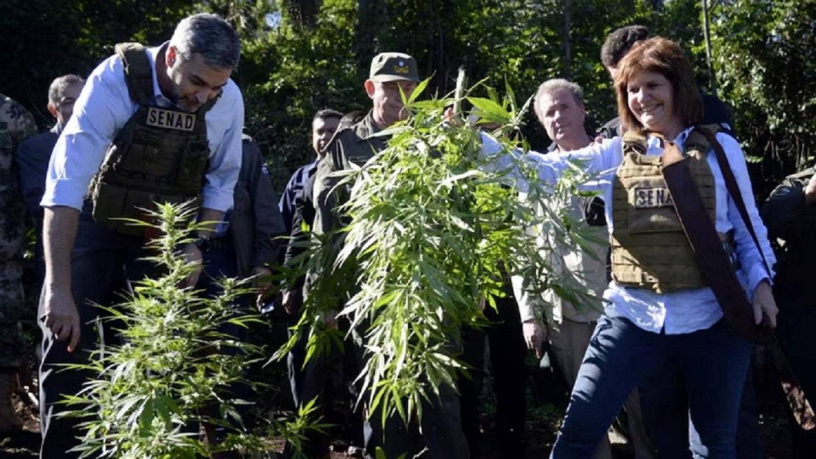 El gobierno de Milei quiere darle de baja a Reprocann, el registro para cultivar marihuana con fines medicinales