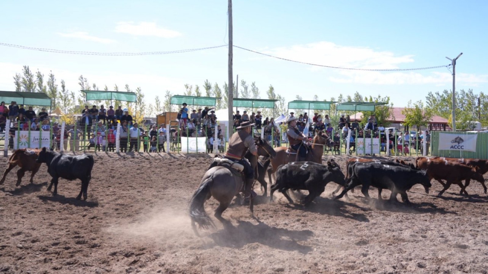 Junín celebró con éxito la 41° edición de la Expo Caballos Criollos