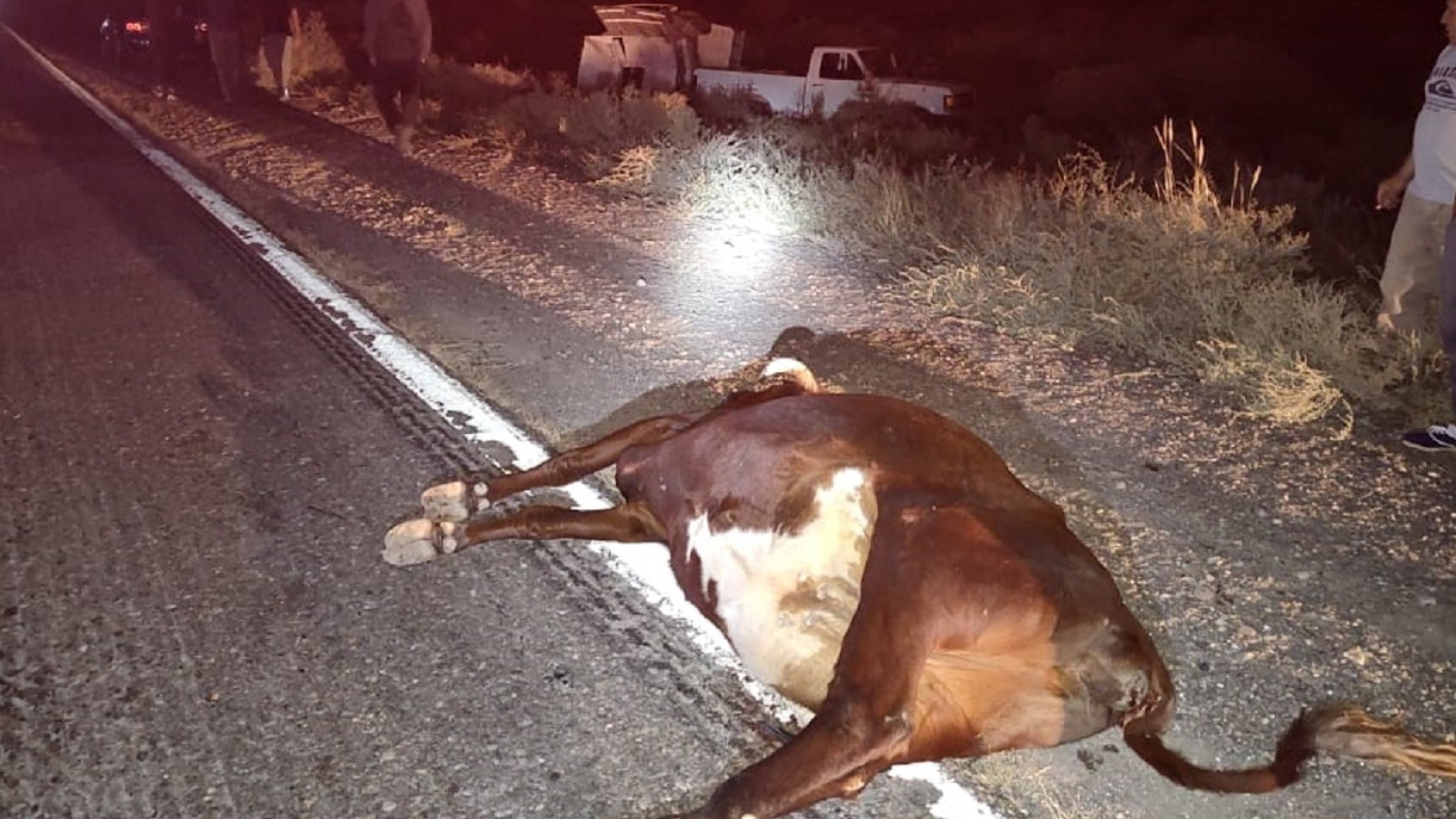 Insólito y peligroso choque entre tres camionetas y dos vacas en Lavalle