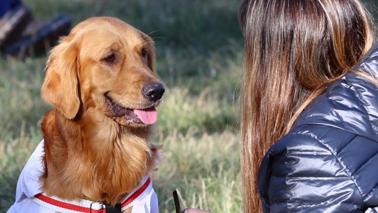 Maipú lanzó el cronograma del Móvil Veterinario gratuito hasta julio