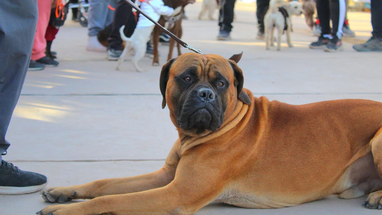 ¡Pelos, amor y compromiso! Llega la 3° edición de la Feria de las Mascotas