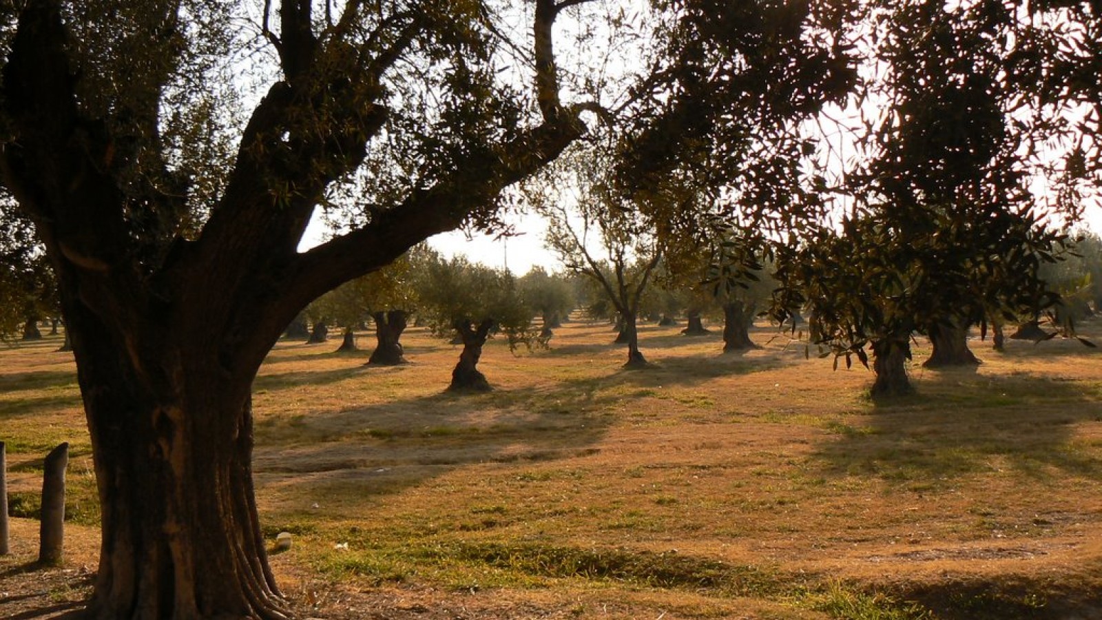 Maipú se consagra como capital del oleoturismo con el Festival Provincial del Envero 2025