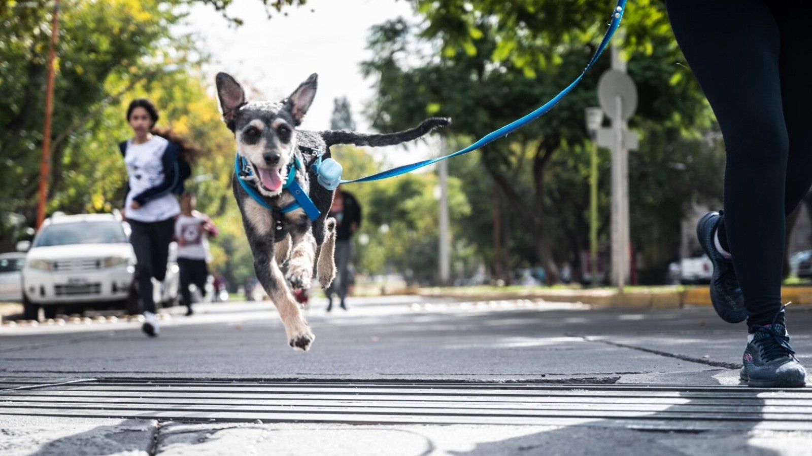 Charlas sobre bienestar animal y una maratón para compartir con tu mascota