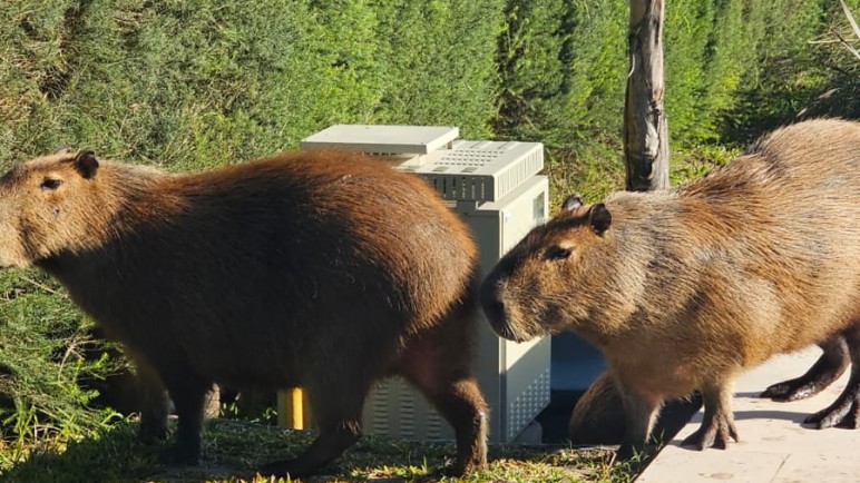 Tras las gestiones para el traslado de la elefanta Kenya, Scioli analiza medidas por la superpoblación de carpinchos