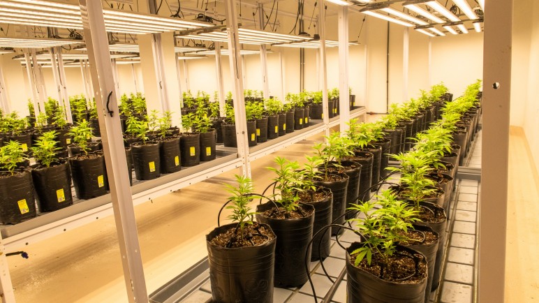 Por las medidas de Milei se demora la aplicación de la ley mendocina de acceso al cannabis medicinal