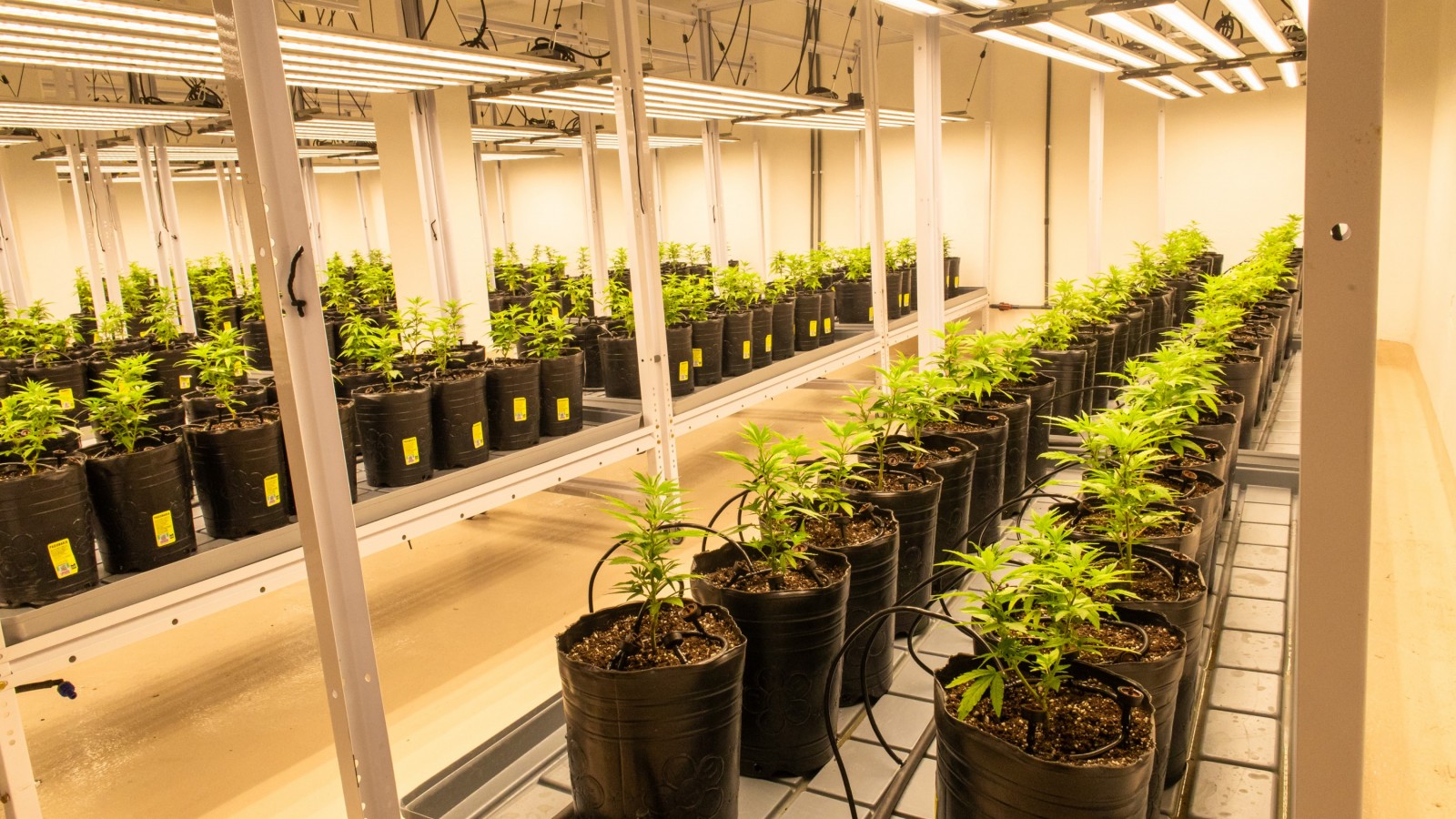 Por las medidas de Milei se demora la aplicación de la ley mendocina de acceso al cannabis medicinal