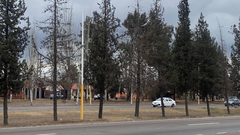 Mil arboles que intentan tapar el bosque, pero enferman