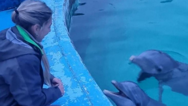 Ambiente participó del traslado de lobos marinos y verificó el estado de delfines en el Aquarium de Mar del Plata