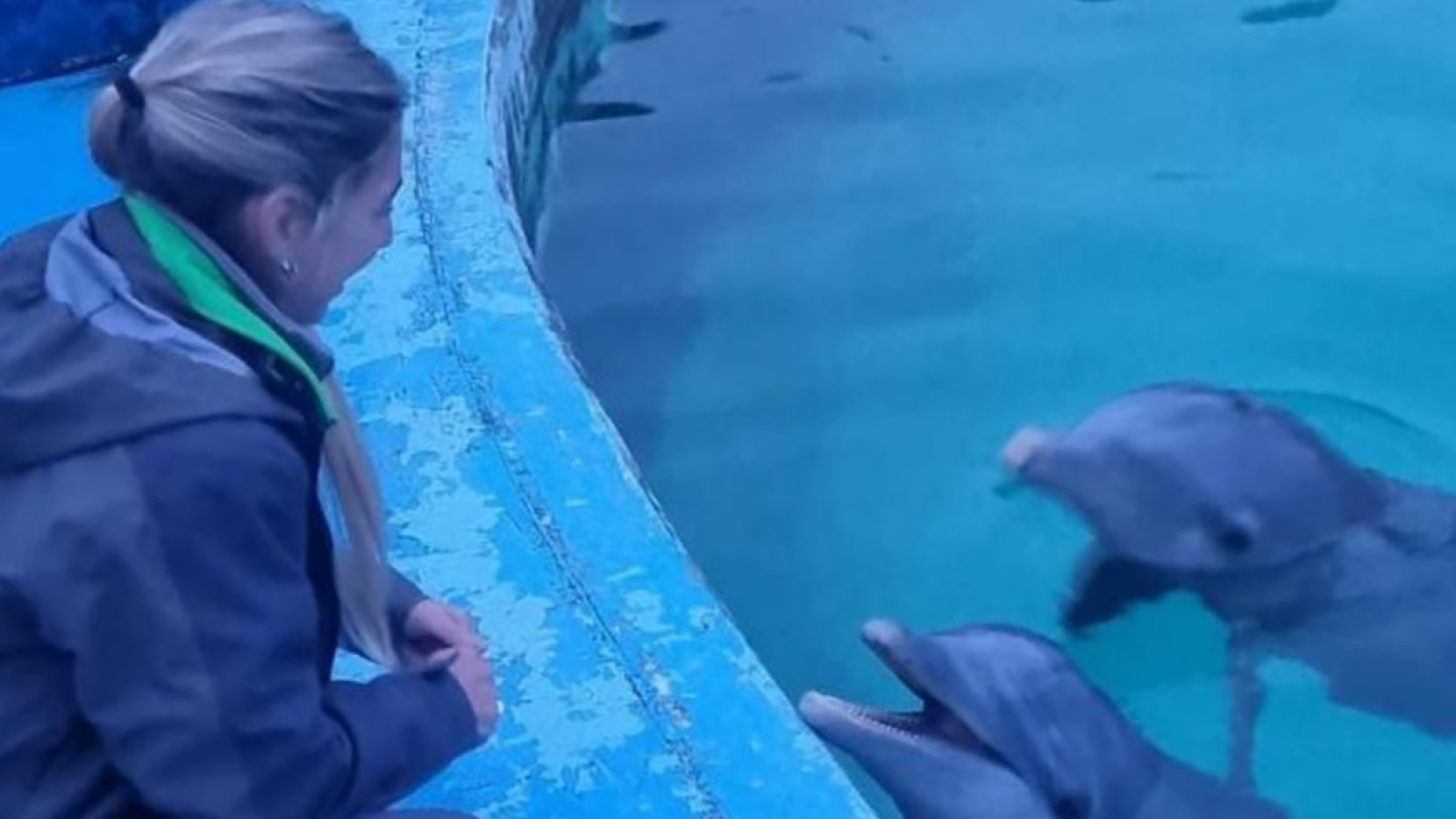Ambiente participó del traslado de lobos marinos y verificó el estado de delfines en el Aquarium de Mar del Plata