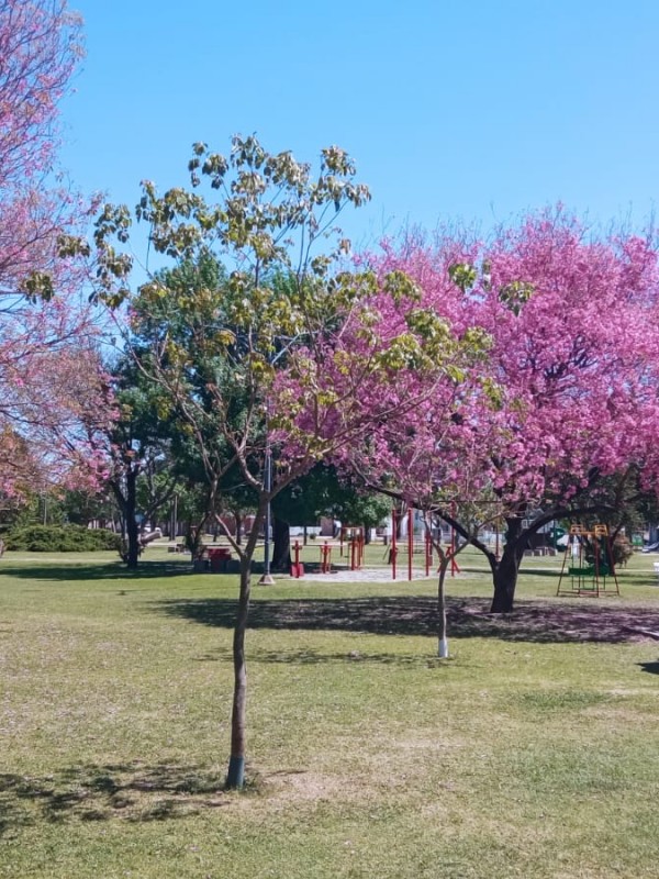 Argentina: resultados del censo de arbolado