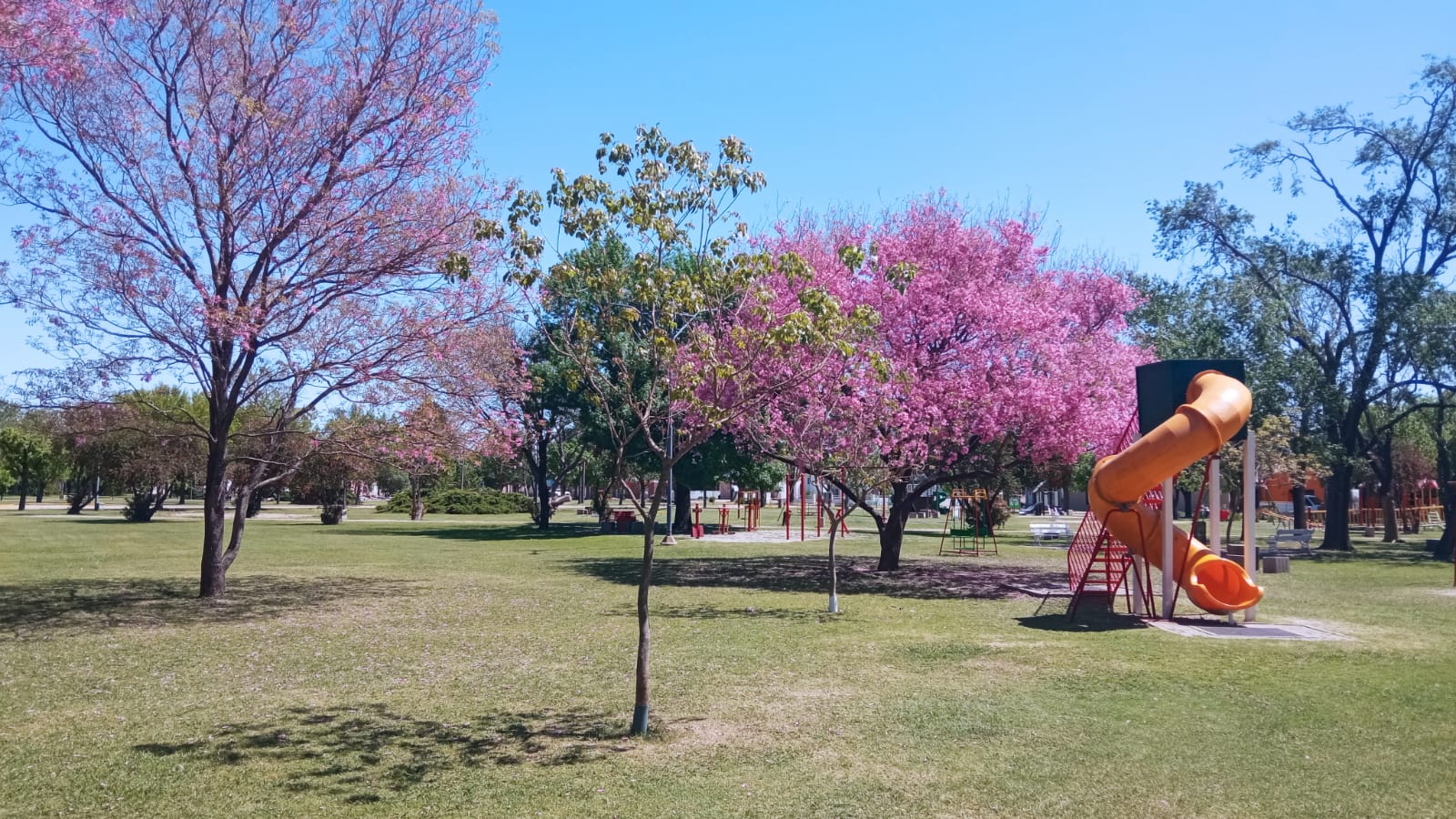 Argentina: resultados del censo de arbolado