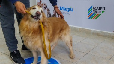 El Centro Veterinario de Maipú ya atendió a más de mil mascotas