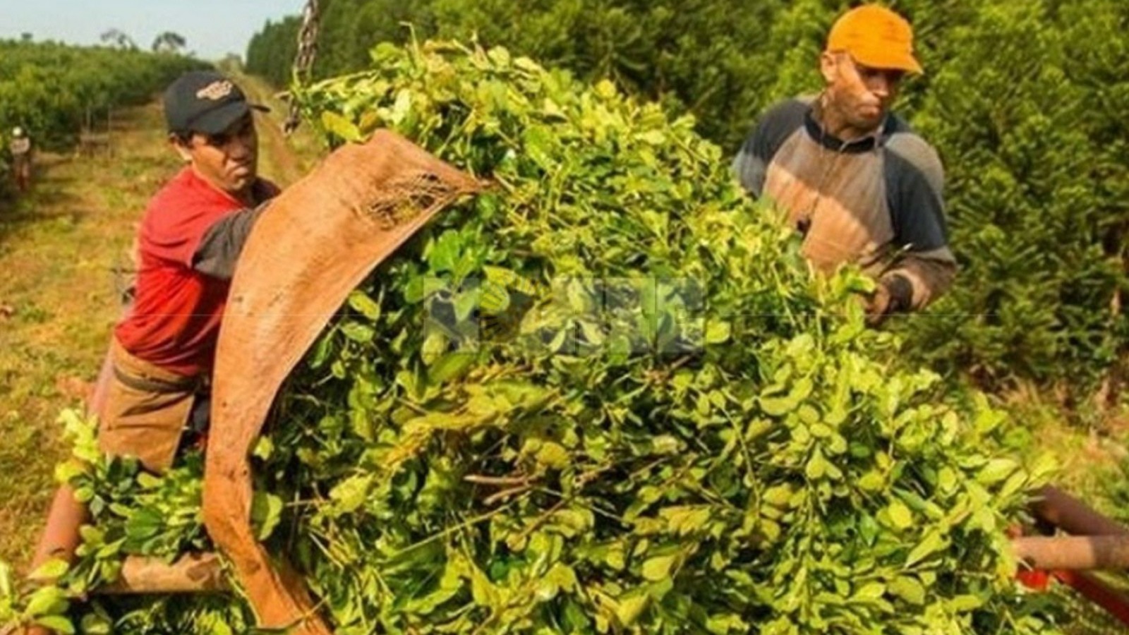 Yerbateros decidieron no cosechar en protesta a la desregulación de Javier Milei