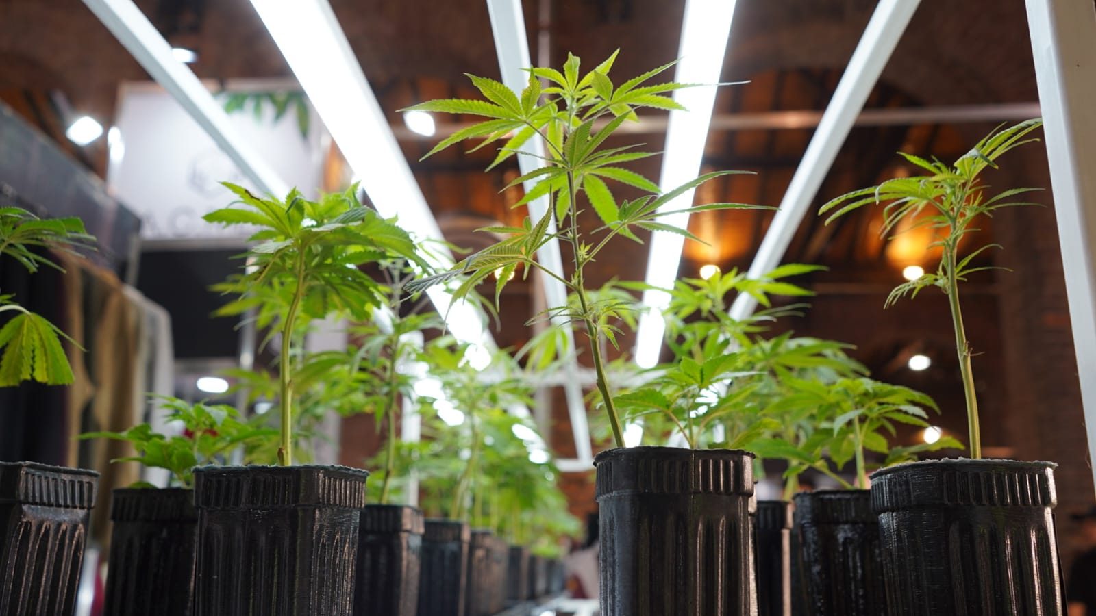 Regulan la actividad del cannabis medicinal y cáñamo en Mendoza