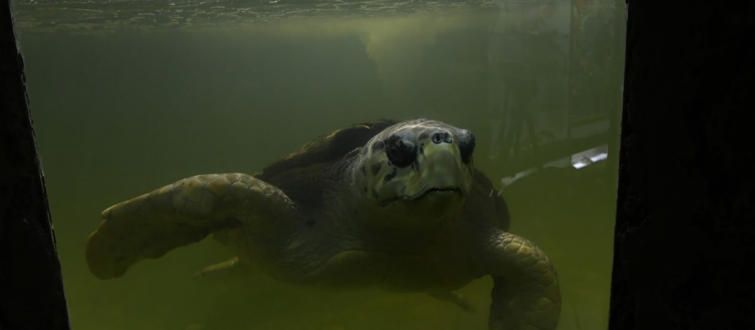 Tortugo Jorge: casi cuatro décadas del cruel silencio y un océano de libertad