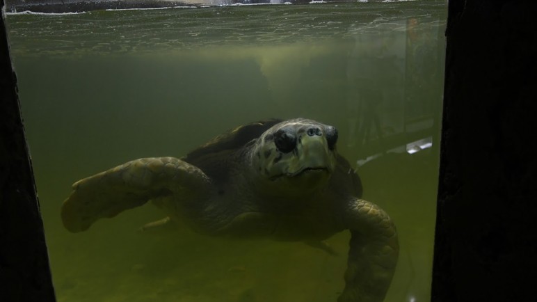 Tortugo Jorge: casi cuatro décadas del cruel silencio y un océano de libertad
