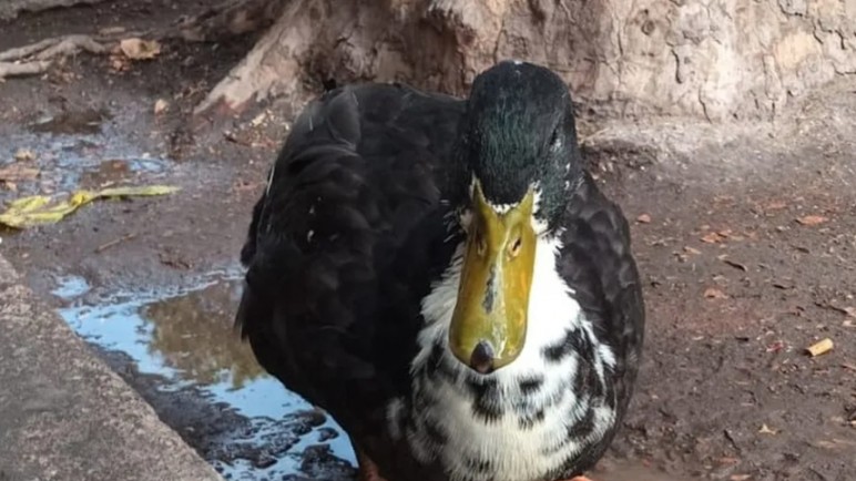 Mendoza versión 2025: ¡No lo entenderías!