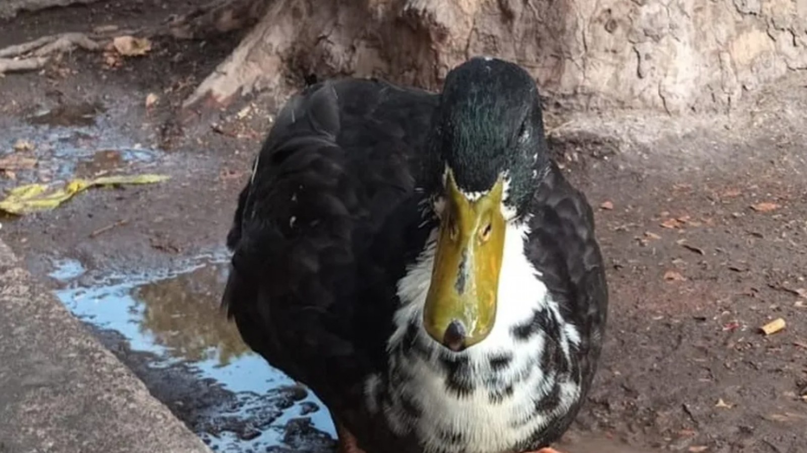 Mendoza versión 2025: ¡No lo entenderías!