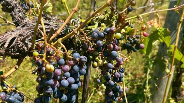 Tristeza y desolación en primera persona: el relato de Diego Stortini tras las pérdidas totales por el granizo