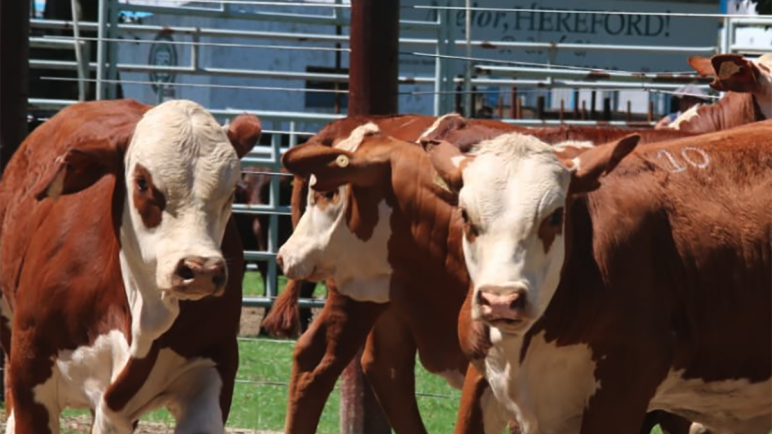 El RENATRE abre postulaciones a becas de estudio para la Diplomatura en Políticas Públicas Agropecuarias