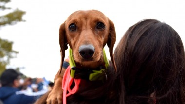 Zoopalooza: música, gastronomía y solidaridad en un festival a beneficio de los animales rescatados