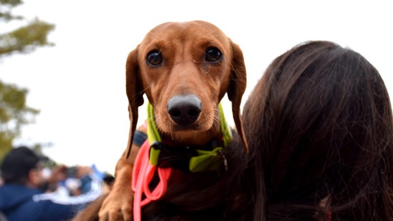 Zoopalooza: música, gastronomía y solidaridad en un festival a beneficio de los animales rescatados