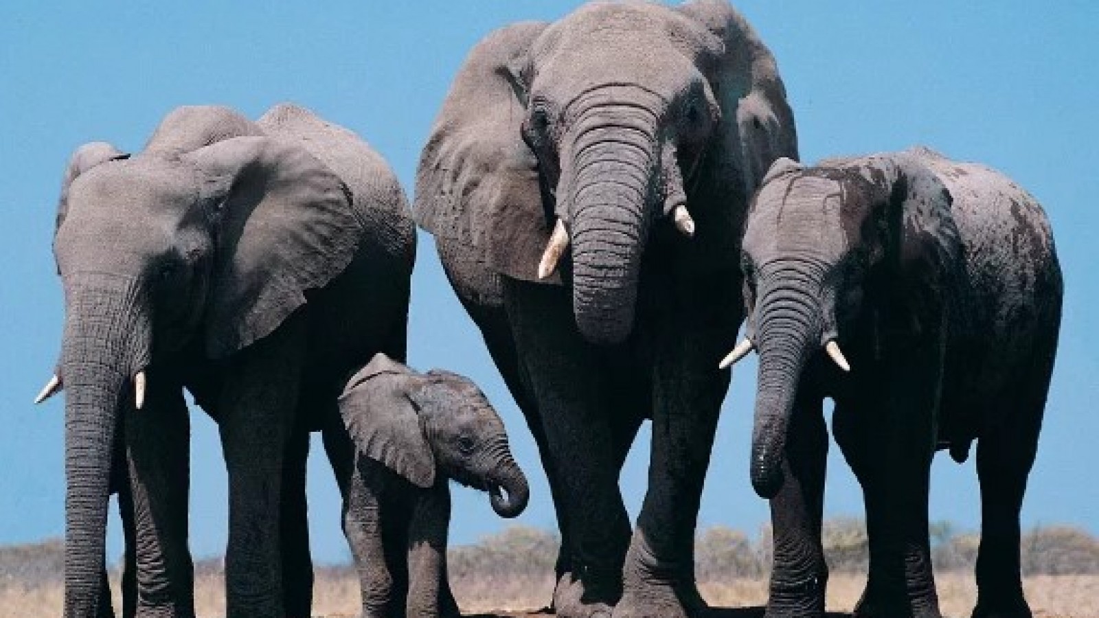 Marcha de los colonizados por el odio
