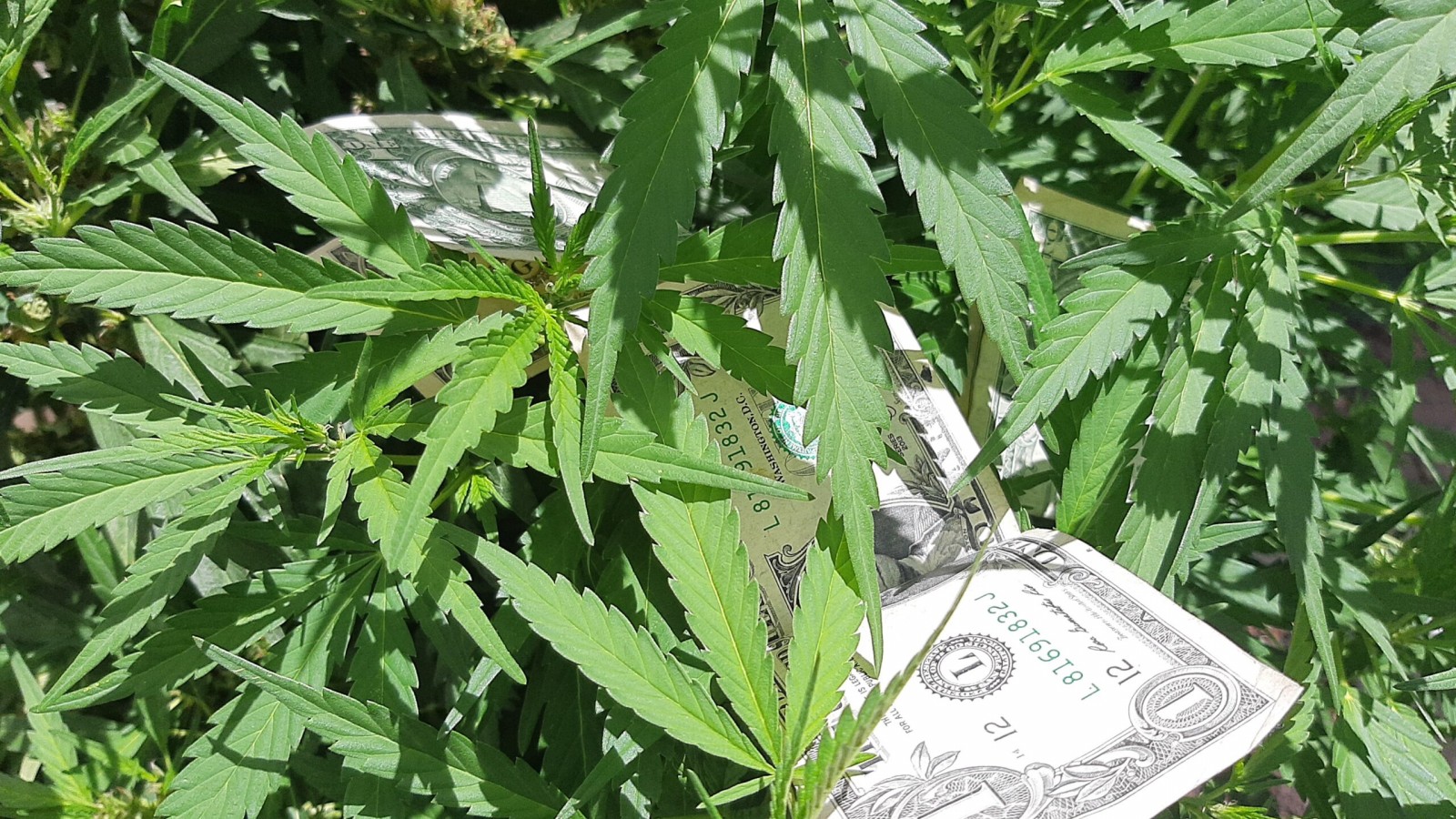 La diferencia entre una experiencia medicinal y vender humo