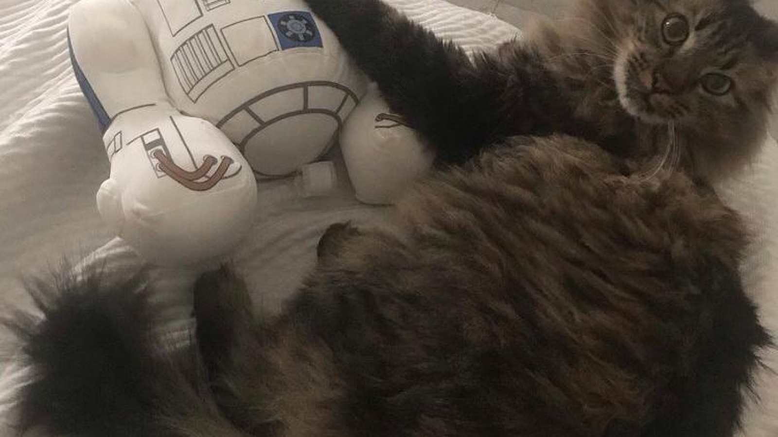 Escoliosis: La espina del gato- LSA