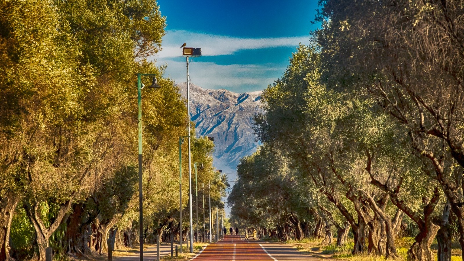 Día Mundial del Ambiente: Maipú supera las recomendaciones de la OMS de espacio verde por habitante