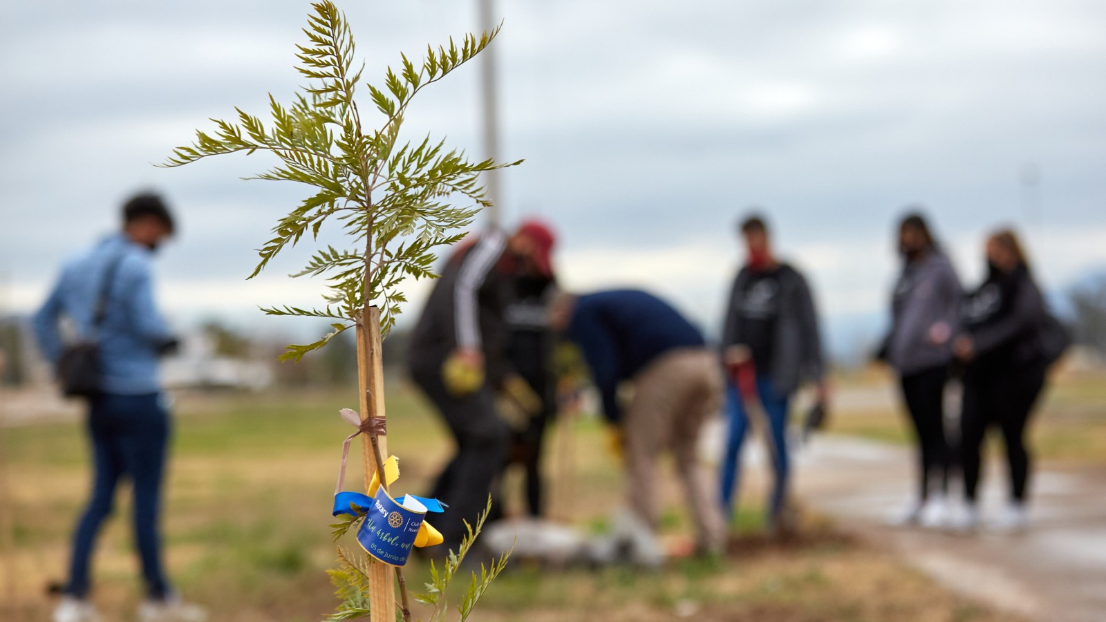 <p>En conmemoración del Día del Ambiente, el Rotary Club Mendoza donó a la comuna 130 Acacias Visco que serán distribuidos en diferentes puntos del departamento para la recuperación del arbolado urbano. <a class="continue" href="https://portada.com.ar/mas